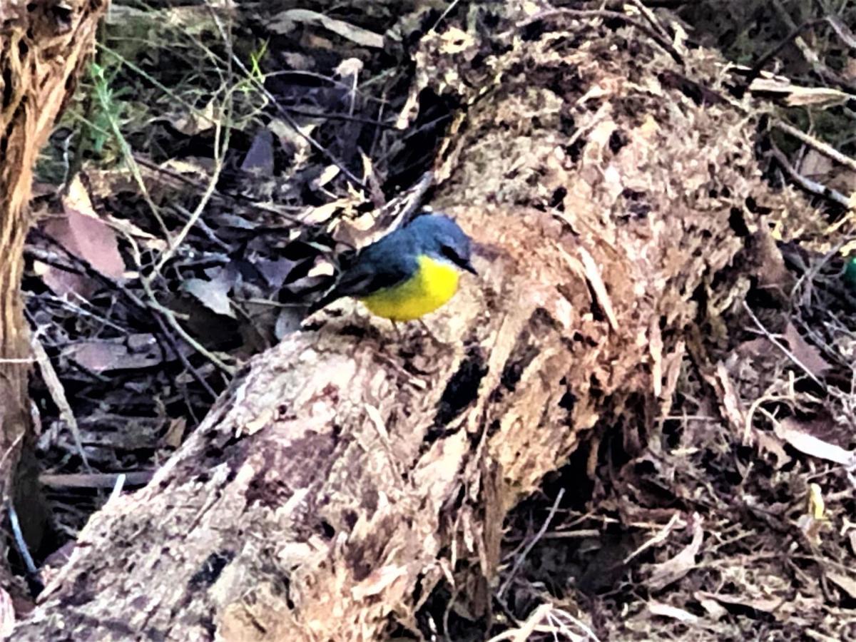Countryside Retreat Romantic Tranquil Native Wildlife Township Hepburn - Daylesford Hepburn Springs