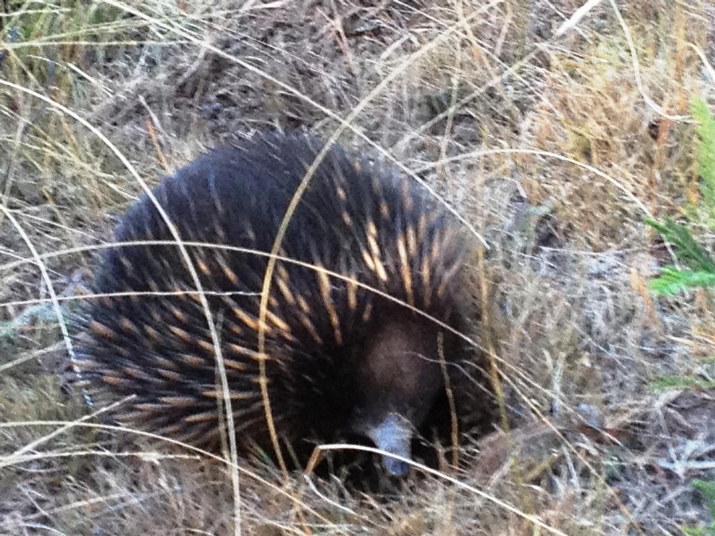 Countryside Retreat Romantic Tranquil Native Wildlife Township Hepburn - Daylesford