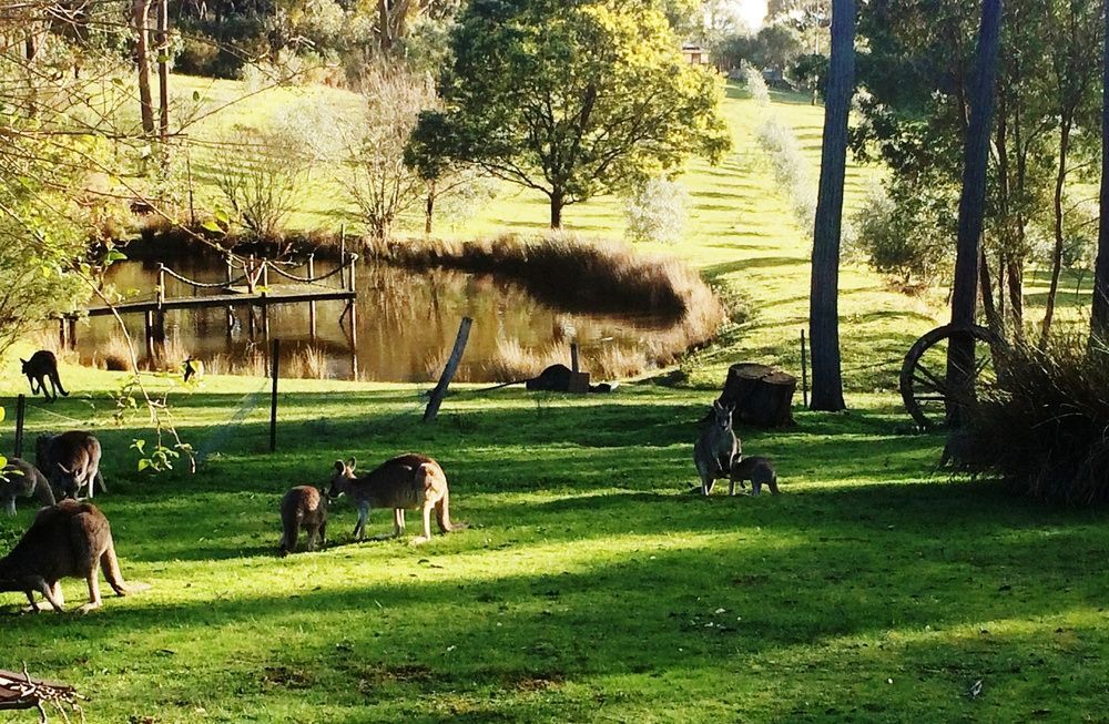 Countryside Retreat Romantic Tranquil Native Wildlife Township Hepburn - Daylesford *