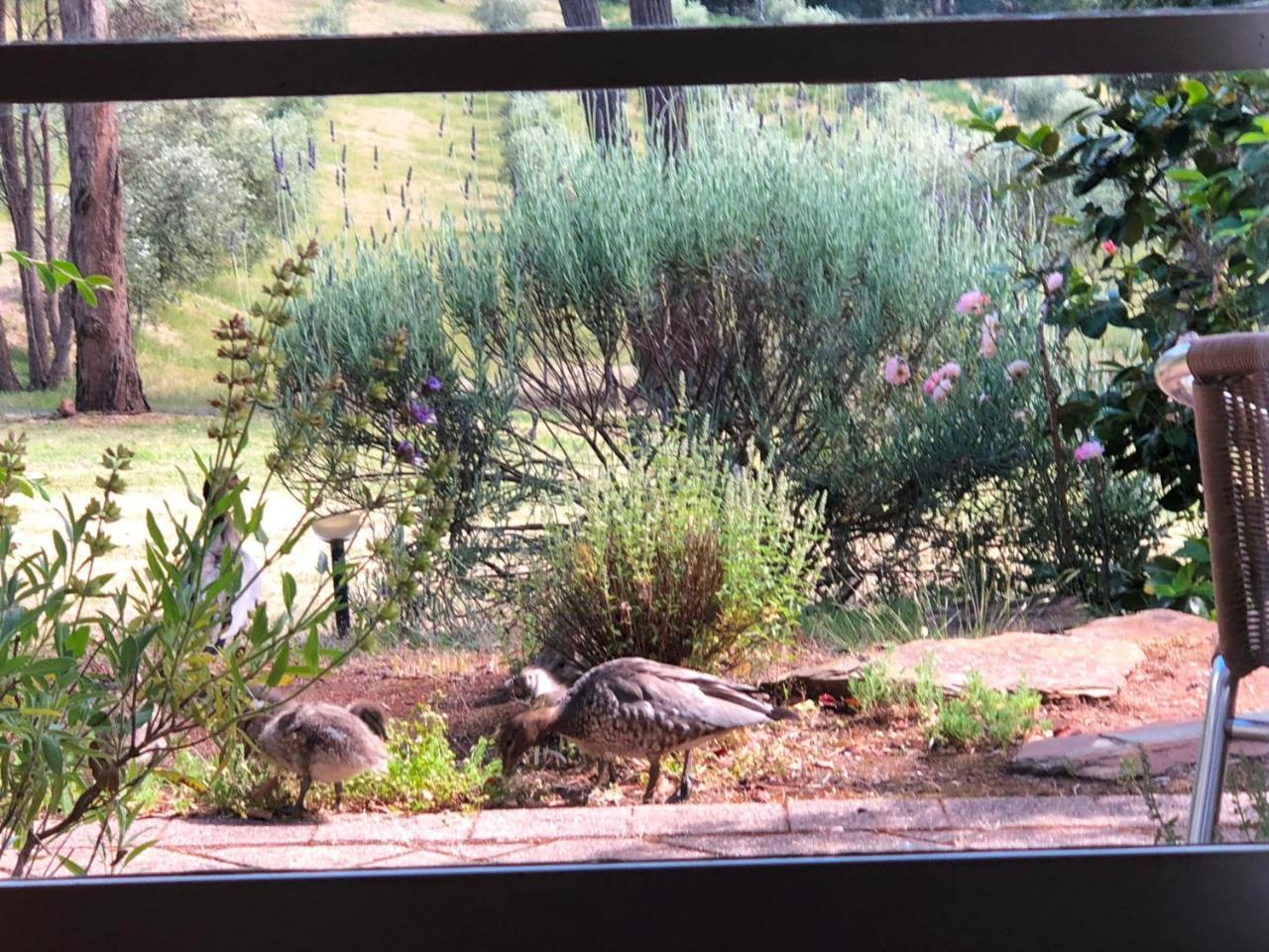 Countryside Retreat Romantic Tranquil Native Wildlife Township Hepburn - Daylesford * Hepburn Springs